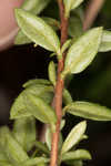 Hairy laurel <BR>Hairy wicky